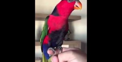 Ένας παπαγάλος μιμείται τον χτύπο του τηλεφώνου (Βίντεο)