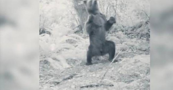 Αρκούδα ξεσαλώνει ντίρλα στο… μεθύσι! (video)