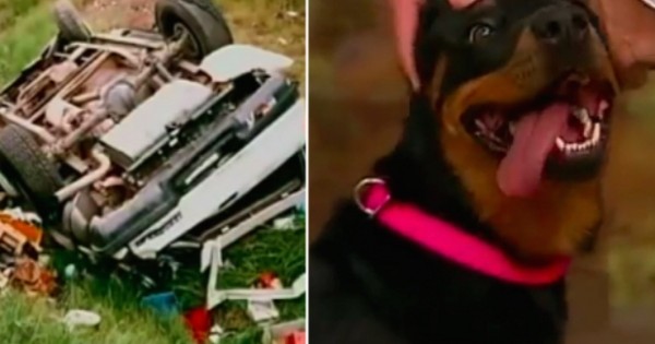 Σκύλος παρέμεινε 13 μέρες στα συντρίμμια του ατυχήματος της οικογένειας του. (Βίντεο)