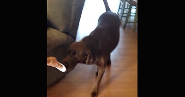 Αυτός ο σκύλος ετοιμάζεται να γνωρίσει τη νέα του αδερφή. Δείτε την αντίδρασή του! (Βίντεο)
