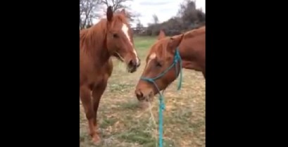 Το άλογο προσφέρει ένα δώρο στην αγαπημένη του (Βίντεο)