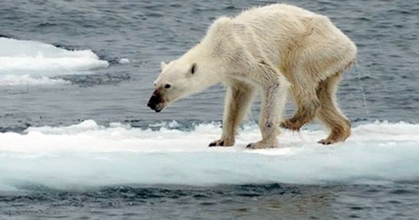 Οι πολικές αρκούδες στη Νορβηγία λιμοκτονούν (Εικόνες)