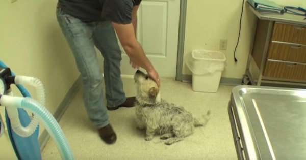 Κοιτάξτε ΠΡΟΣΕΚΤΙΚΑ το τρίχωμα του σκύλου. Όταν μάθαμε γιατί είναι έτσι, τρομάξαμε… (Βίντεο)