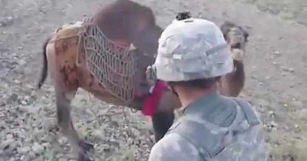Στρατιώτης παίζει με μια καμήλα στο Αφγανιστάν και αυτή του δίνει ένα καλό μάθημα… (Βίντεο)