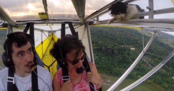 Γάτα κοιμήθηκε στο φτερό αεροπλάνου και ξύπνησε… στον αέρα (Βίντεο)