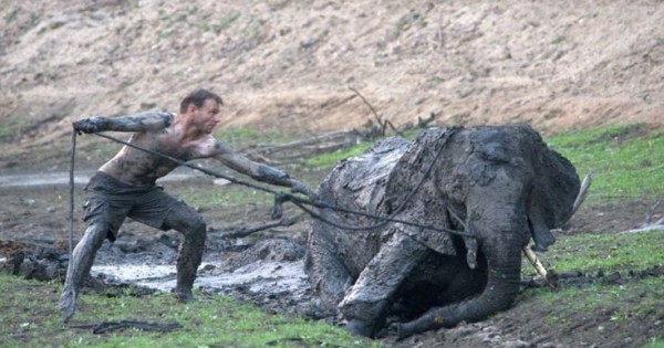 Οδηγοί σαφάρι παλεύουν να σώσουν ένα ελέφαντα κολλημένο για 4 ημέρες στη λάσπη (Εικόνες)