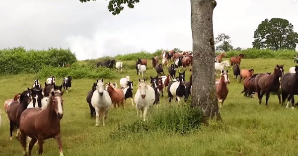 Διέσωσαν 200 άλογα και τώρα χαίρονται την ζωή στον νέο τους αγαπημένο χώρο! (Βίντεο)