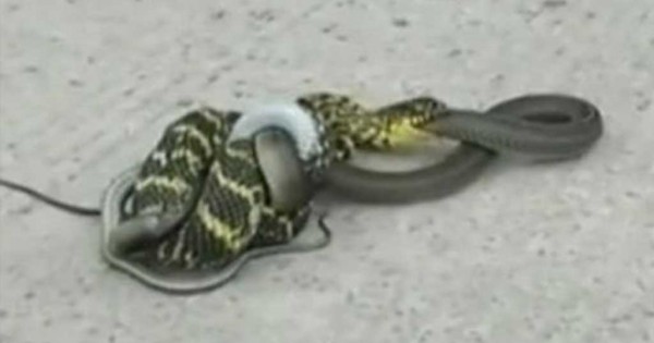 Φίδι κάνει μια «χαψιά» ένα άλλο φίδι μετά από θανατηφόρα μάχη! (Βίντεο)