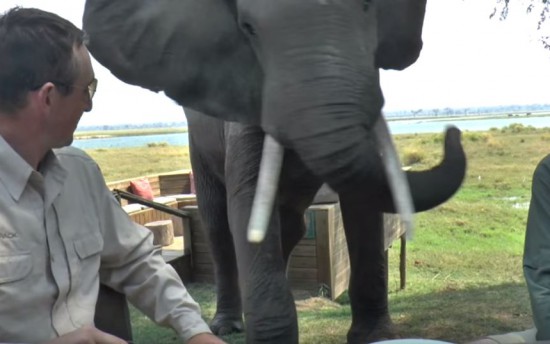 Ελέφαντας καταστρέφει το γεύμα ξέγνοιαστων τουριστών σε ένα εθνικό πάρκο της Αφρικής (Βίντεο)