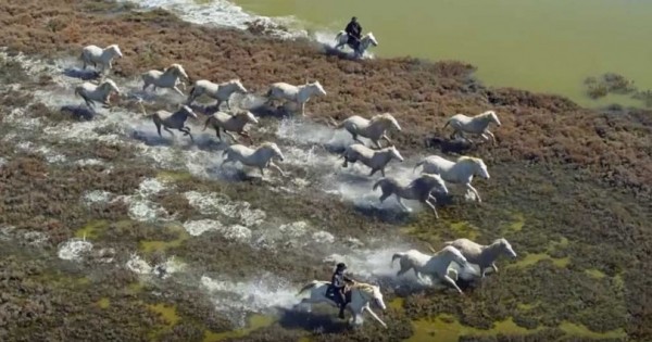 Τα άλογα των Ονείρων μας: Ένα βίντεο έπος προς τιμή τους.
