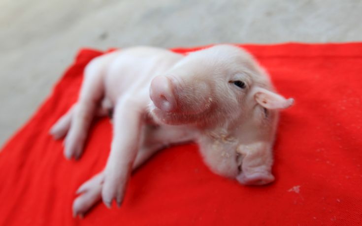 A piglet with two heads is seen in Tianjin, August 28, 2015. According to local media, Yang Jinliang, the owner of a sesame oil mill, is taking care of the piglet found by his friend on a street. It's not yet known what caused its condition. Picture taken August 28, 2015. REUTERS/Stringer CHINA OUT. NO COMMERCIAL OR EDITORIAL SALES IN CHINA