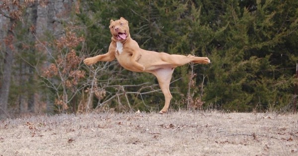 25 αστείες φωτογραφίες από σκύλους που πιάστηκαν σε αστείες πόζες (Εικόνες)