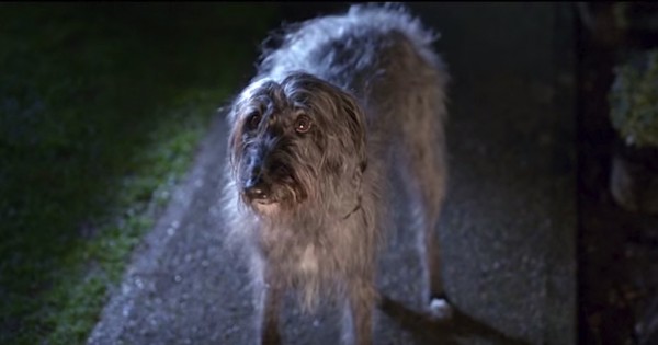 Ένας κακοποιημένος σκύλος ξεφεύγει από τον ιδιοκτήτη του. Πρέπει να το δείτε. (Βίντεο)