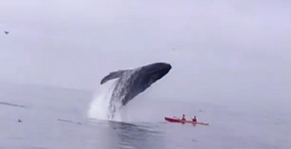 Μεγάπτερη φάλαινα πέφτει πάνω σε καγιάκ (Βίντεο)
