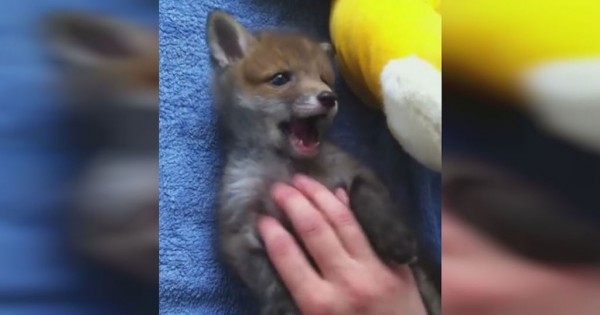 Αυτό το μικρό αλεπουδάκι τρελαίνεται όταν του τρίβουν την κοιλίτσα! (Βίντεο)