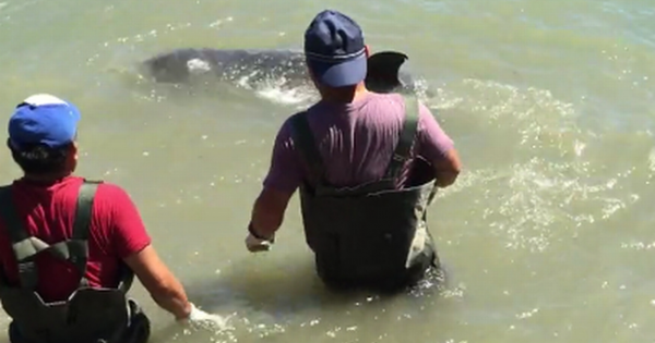 Σπαρακτικό Βίντεο: Δελφίνι «εκλιπαρεί» και πέφτει στα βράχια για να σωθεί από τους κυνηγούς του!