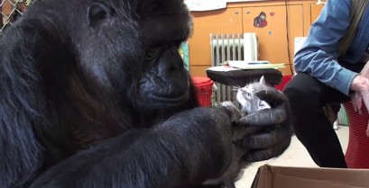 Η Koko ο γορίλας συνταντά μικρά γατάκια (Βίντεο)