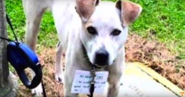 Όλοι αδιαφορούσαν γι’ αυτόν τον σκύλο. Μετά όμως μια άστεγη είδε ΑΥΤΟ δεμένο στο λαιμό του… (Βίντεο)