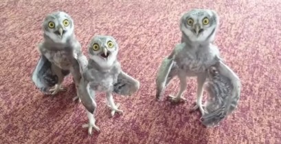 Τρεις κουκουβάγιες τραγουδούν ραπ (Βίντεο)