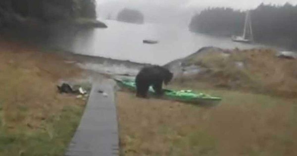 Αυτή η αρκούδα «επιτέθηκε» σε ένα καγιάκ. Δείτε όμως πως αντέδρασε η ιδιοκτήτρια του! (Βίντεο)