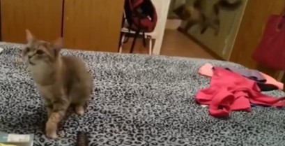 Το τρομακτικό φτάρνισμα της γάτας (Βίντεο)