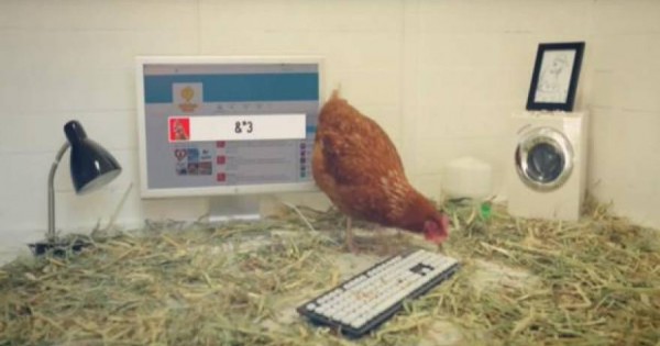Κοτόπουλο διαχειρίζεται λογιαριασμό μεγάλου εστιατορίου στο Twitter – Πώς… τουιτάρει [βίντεο]