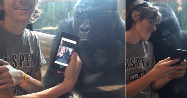 Η Απρόσμενη αντίδραση ενός Γορίλα, όταν ένας νεαρός του δείχνει φωτογραφίες πιθήκων στο κινητό του! (Βίντεο)