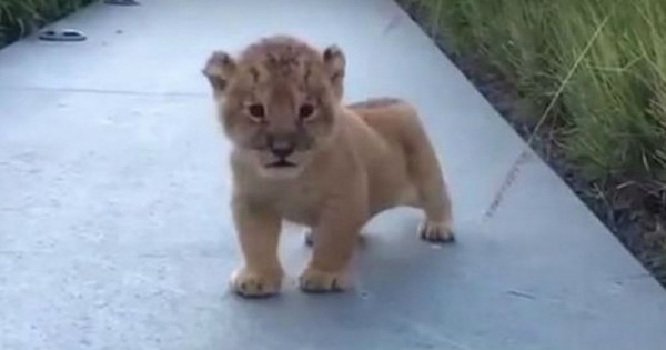Η πρώτη κραυγή αυτού του μικρού λιονταριού είναι ό,τι πιο χαριτωμένο θα δείτε σήμερα! (Βίντεο)
