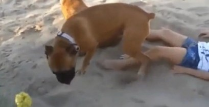 Η εκδίκηση του σκύλου (Βίντεο)