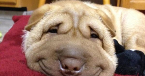 Χαρούμενα σκυλιά… χαμογελούν στο φακό! (Εικόνες)