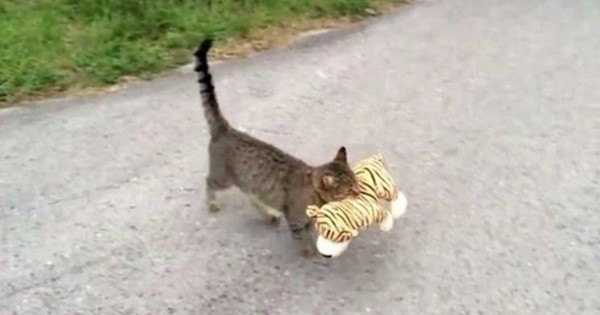 Γάτα κλέβει λούτρινη τίγρη από τον γείτονα και την πάει σπίτι της! (Βίντεο)