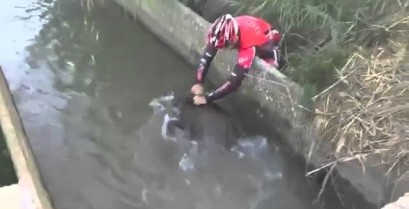 Ποδηλάτες διασώζουν έναν αγριόχοιρο (Βίντεο)