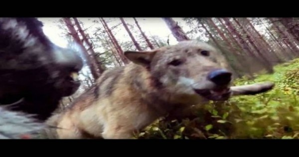 GoPro κάμερα καταγράφει τη μάχη ενός σκύλου με δύο λύκους (Βίντεο)