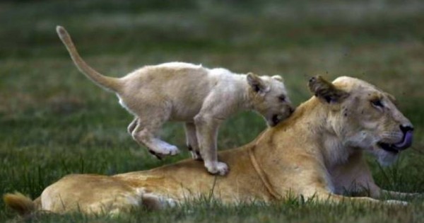 Κινδυνεύουν με εξαφάνιση τα λιοντάρια της Αφρικής