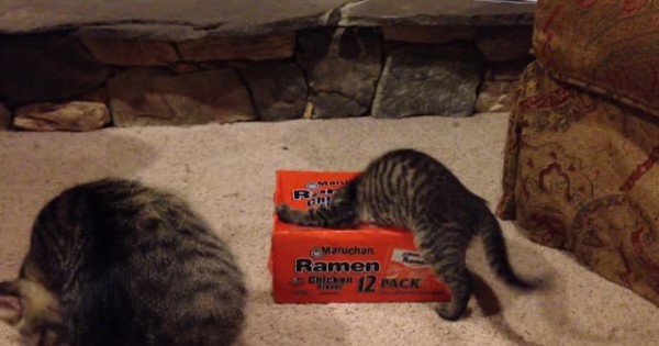 Ο λόγος που αυτή η γάτα θέλει τόσο πολύ να παίξει με αυτό το κουτί είναι… (Βίντεο)