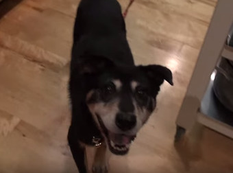 Πώς η αγάπη μετέτρεψε αυτό το σκυλί (Βίντεο)