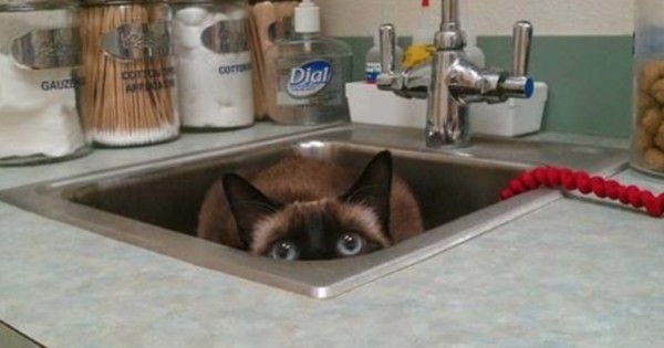 15 γάτες που προσπαθούν να κρυφτούν από τον κτηνίατρο! (Εικόνες)