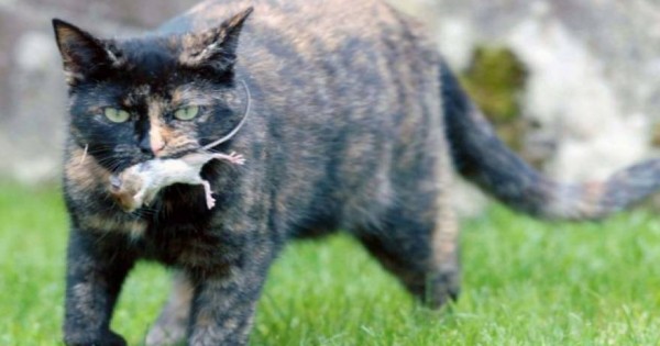 Πρωτοφανές: Δείτε πώς ένα ποντίκι «πείθει» γάτα…να μην το φάει (φωτο)