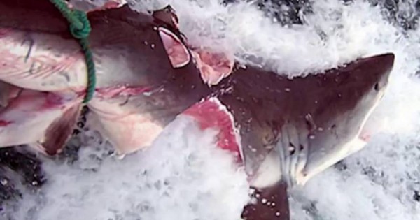 Τρομερό: Αυτό το πλάσμα δάγκωσε και έκοψε στα δύο λευκό καρχαρία (vid)
