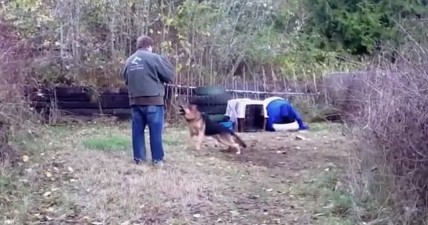 Αυτός ο σκύλος ήταν αλυσοδεμένος όλη του τη ζωή. Δείτε τι γίνεται όταν τον ελευθερώνουν! (Βίντεο)