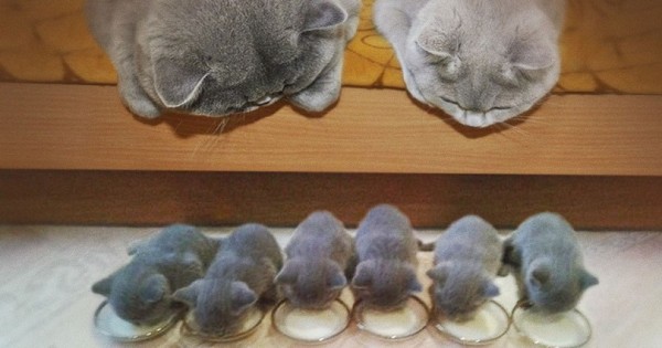 15 γάτες με τις γοητευτικές μικροσκοπικές εκδοχές τους! (Εικόνες)
