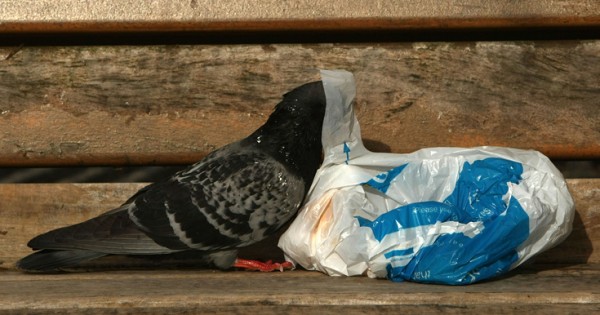 Η καταστροφική μανία της πλαστικής σακούλας (Εικόνες)