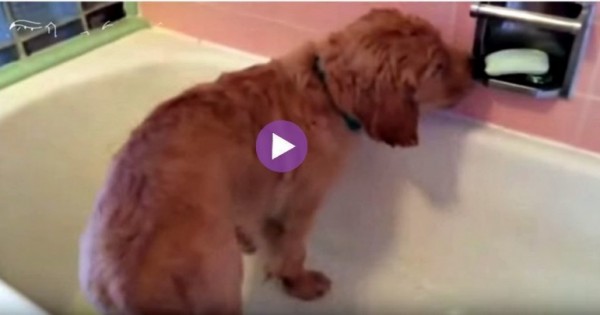 Σκυλάκι ιδιοφυία κάνει μπάνιο κάθε μέρα εντελώς μόνο του. (Βίντεο)