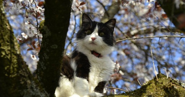 Γάτος ταξίδεψε Αθήνα-Ζυρίχη στη ρόδα αεροπλάνου και επέζησε (Εικόνες)