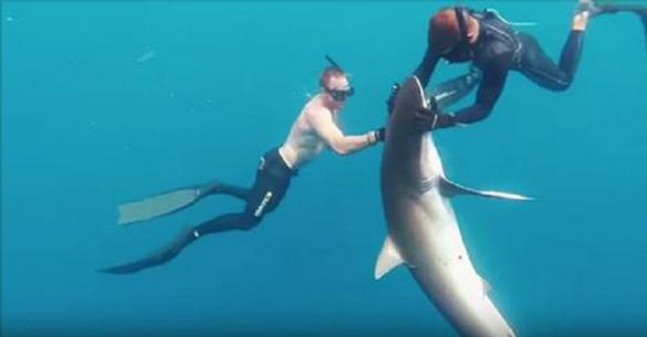 Δύτες κάνουν μασάζ σε ένα καρχαρία για να του αφαιρέσουν έναν γάντζο από το στόμα