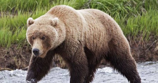 Κυνηγός σώθηκε από τις ορέξεις μιας αρκούδας χάρη στη συμβουλή της… γιαγιάς του!