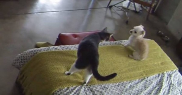 Μία δυναμική γάτα κάνει επίδειξη ισχύος…σε κουτάβι (βίντεο)