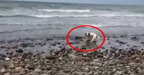 Σκύλος έσωσε τη ζωή μικρού… δελφινιού που ξεψυχούσε σε παραλία! (Βίντεο)