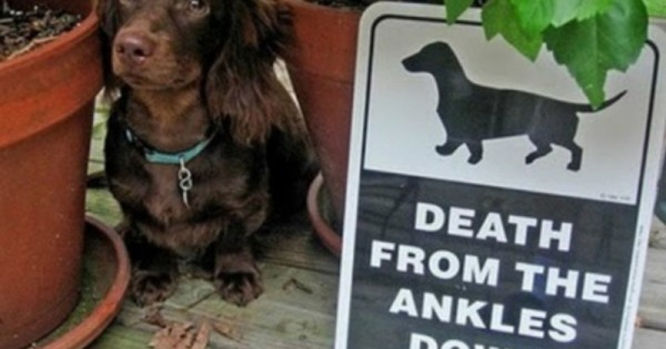 24 ΚΟΡΥΦΑΙΕΣ επιγραφές που ΠΡΕΠΕΙ να δει κάθε ιδιοκτήτης σκύλου, η νο.12 με εκφράζει ΑΠΟΛΥΤΑ! (Εικόνες)