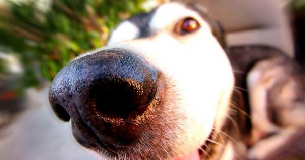 Γιατί η μύτη του σκύλου μας είναι υγρή; Συμβαίνει κάτι κακό όταν είναι στεγνή;